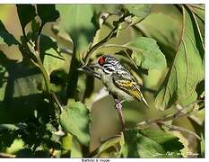 Northern Red-fronted Tinkerbird