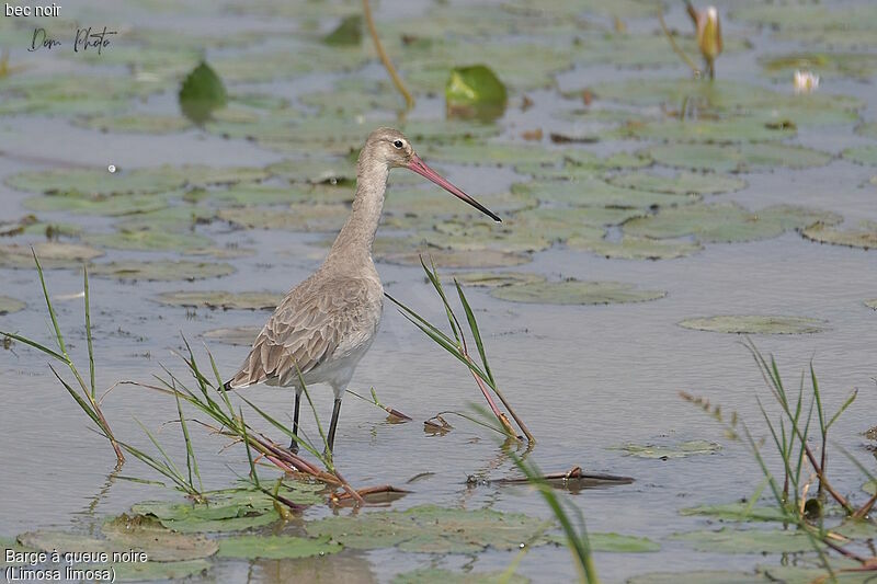 Black-tailed Godwit