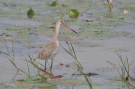 Black-tailed Godwit