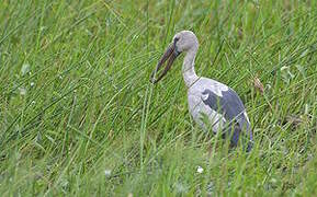 Asian Openbill