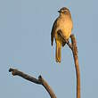 Bulbul à sourcils blancs