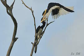 Malabar Pied Hornbill