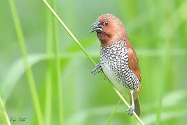 Scaly-breasted Munia