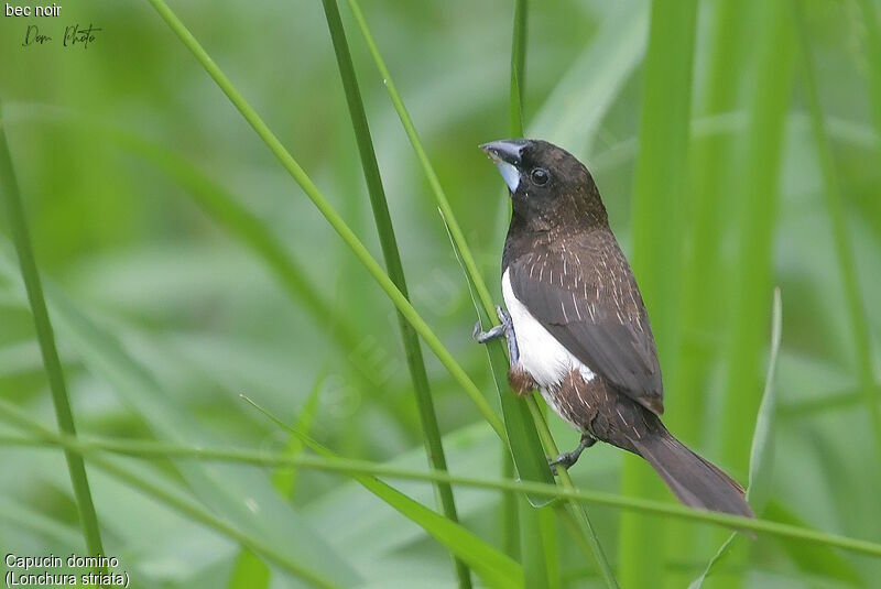 White-rumped Munia