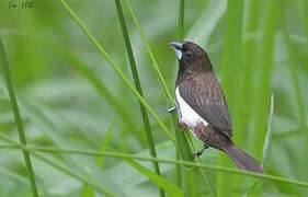 White-rumped Munia