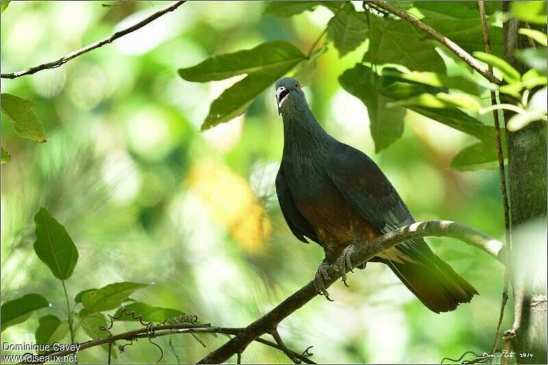 Goliath Imperial Pigeon - Ducula goliath adult - doca171620