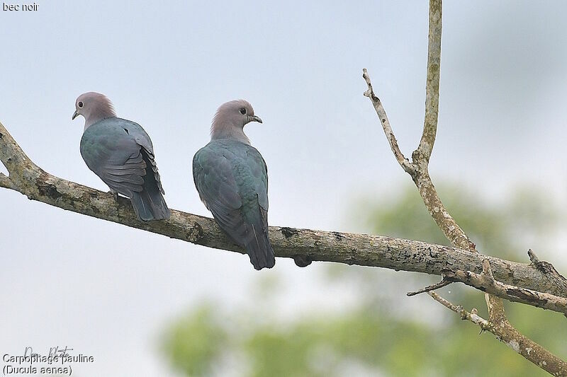 Green Imperial Pigeon