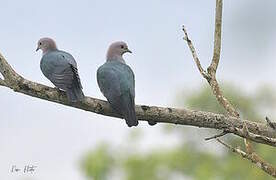 Green Imperial Pigeon