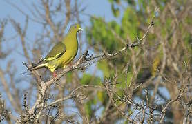 Orange-breasted Green Pigeon