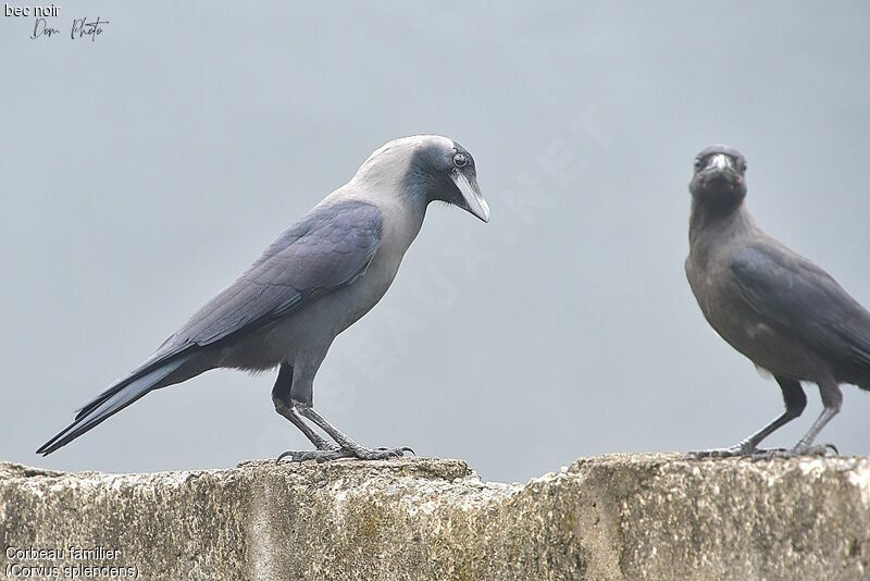 House Crow