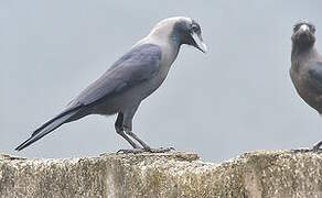 House Crow