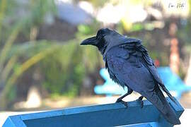 Indian Jungle Crow