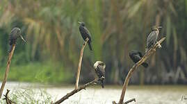 Cormoran à cou brun