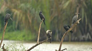 Indian Cormorant