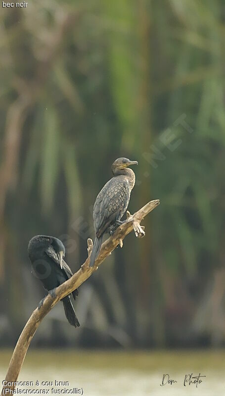 Cormoran à cou brun