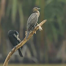 Cormoran à cou brun