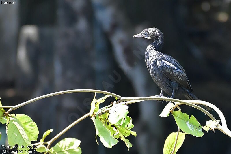 Cormoran de Vieillot