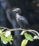 Cormoran de Vieillot