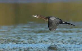 Pygmy Cormorant