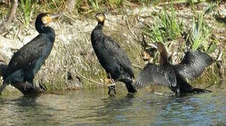 Pygmy Cormorant