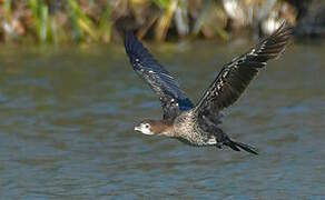 Pygmy Cormorant