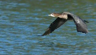 Pygmy Cormorant