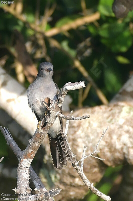 Grey-bellied Cuckoo