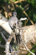 Grey-bellied Cuckoo