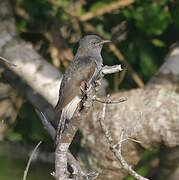 Grey-bellied Cuckoo