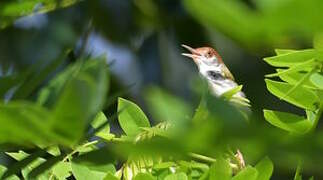 Common Tailorbird