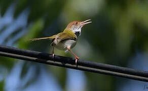 Common Tailorbird