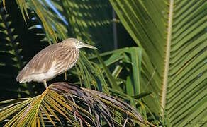 Indian Pond Heron