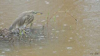 Indian Pond Heron