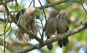 Yellow-billed Babbler