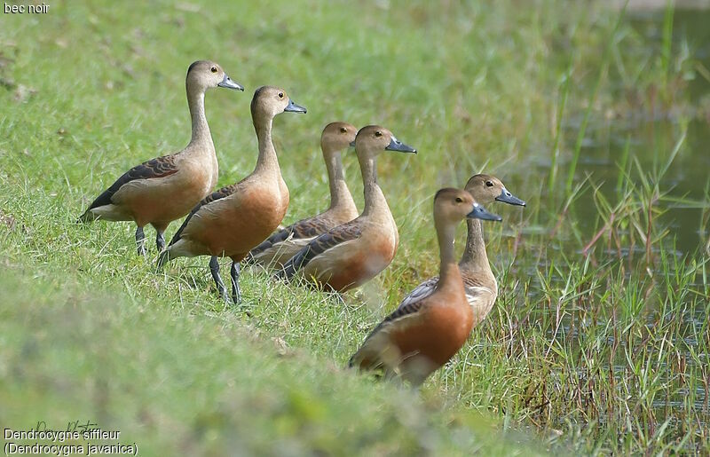 Dendrocygne siffleur