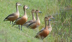 Dendrocygne siffleur