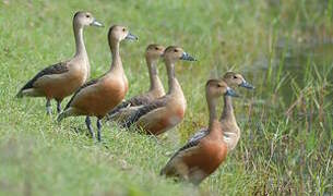 Lesser Whistling Duck