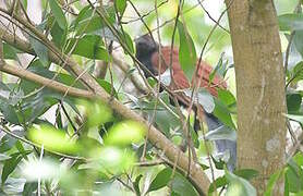 Greater Coucal