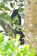 Greater Coucal