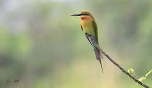 Blue-tailed Bee-eater