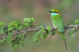 Asian Green Bee-eater