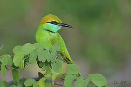 Asian Green Bee-eater