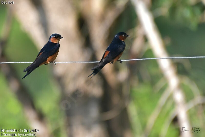 Sri Lanka Swallow