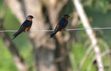 Hirondelle du Sri Lanka