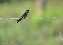 Hirondelle du Sri Lanka