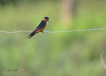 Hirondelle du Sri Lanka