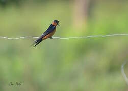 Sri Lanka Swallow