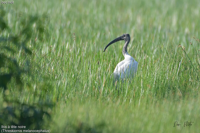 Ibis à tête noire