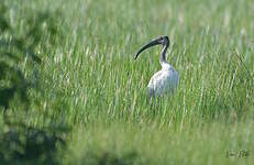 Ibis à tête noire