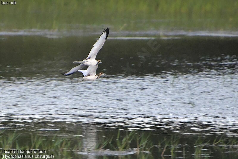 Jacana à longue queue